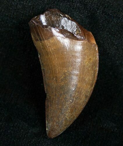 Quality Nanotyrannus Tooth - South Dakota #4542